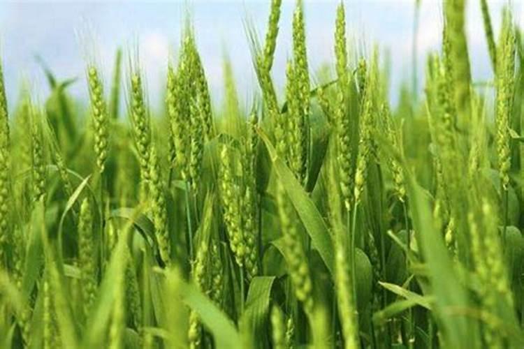 芸苔素使用有什么禁忌