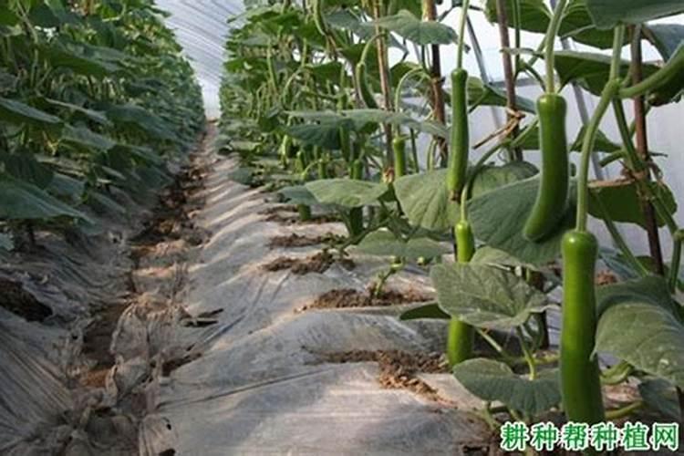 大棚瓠瓜为什么软