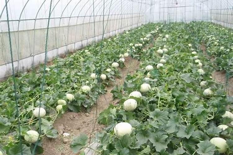 种瓠瓜用什么土比较好