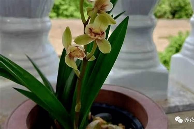 花叶发黄缺什么肥