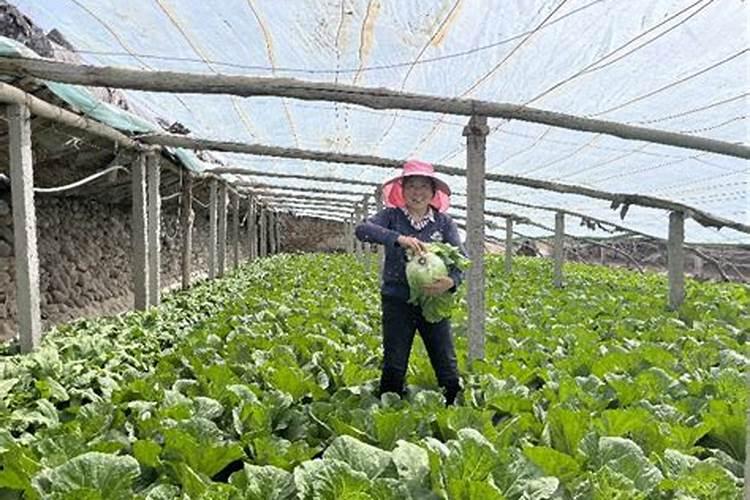 小白菜用什么肥料最好