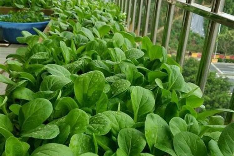 小白菜用复合肥行吗