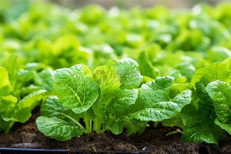 冲施肥能给小白菜追肥吗