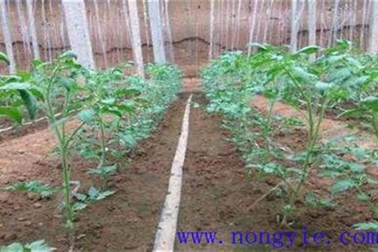 西红柿最忌讳的肥料是什么？西红柿正确的施肥方法,一定要掌握好百度...