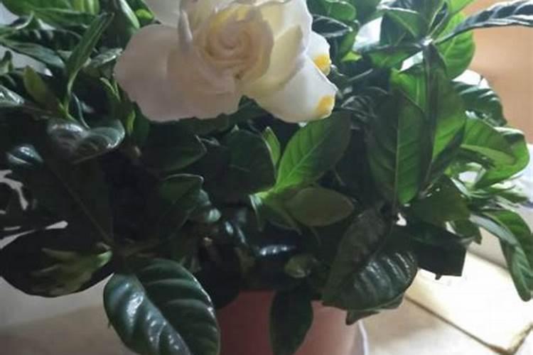 哪些花夏天可以施肥