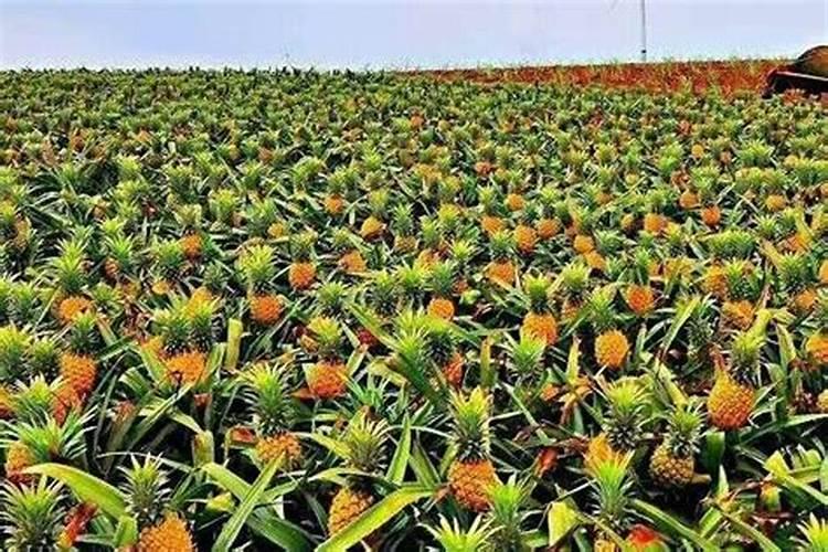 月季花谢了以后需要修剪吗(月季花过冬前什么时候剪枝)