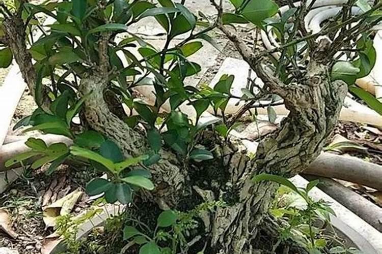 黄杨树下山桩怎么养