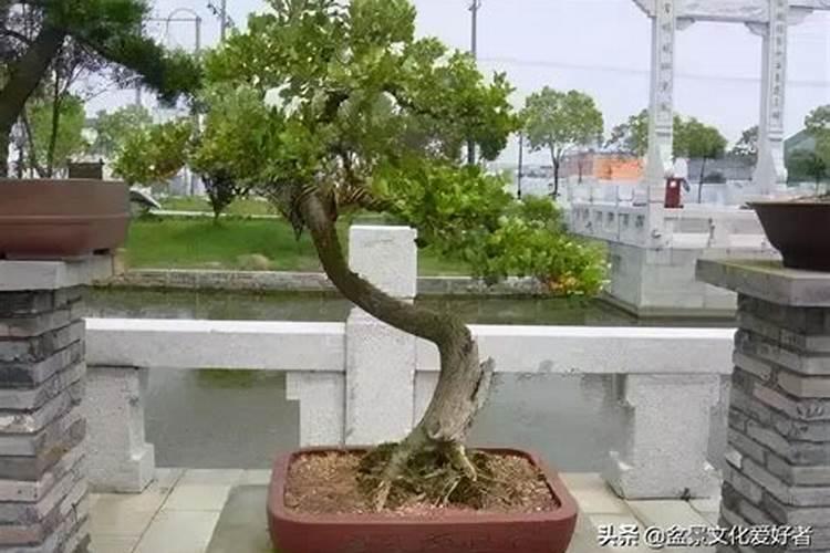 黄杨下山桩的养殖方法和注意事项