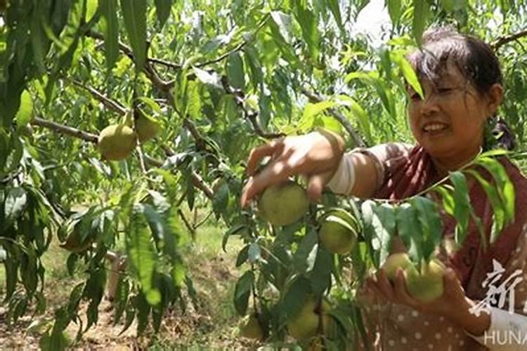 鹰嘴桃种植技术有哪些