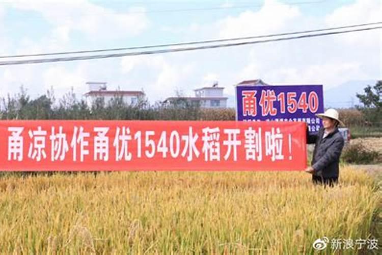 这个罗布泊水稻专用肥方案到底有啥不一样？