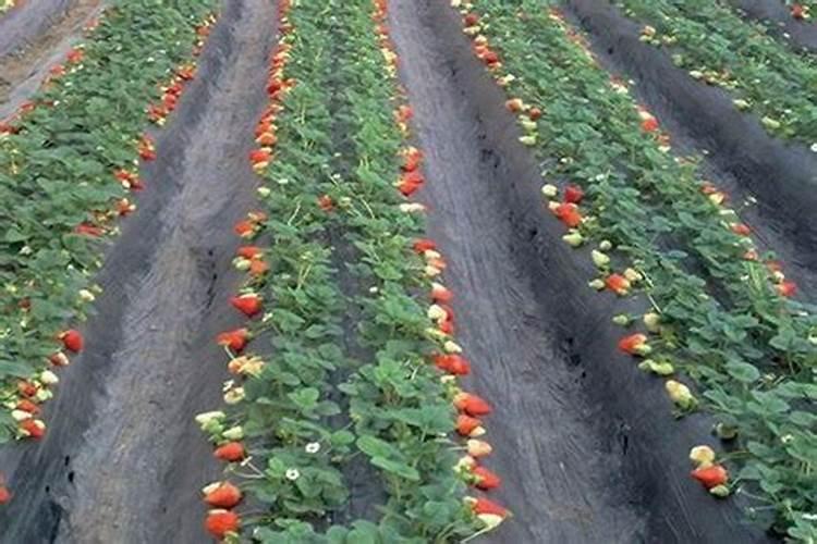 草莓结果几天充一次肥