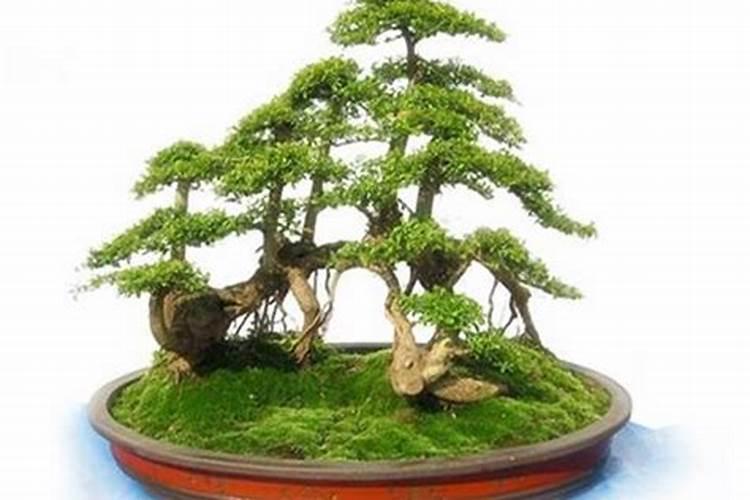 烟灰可以当肥料养花吗