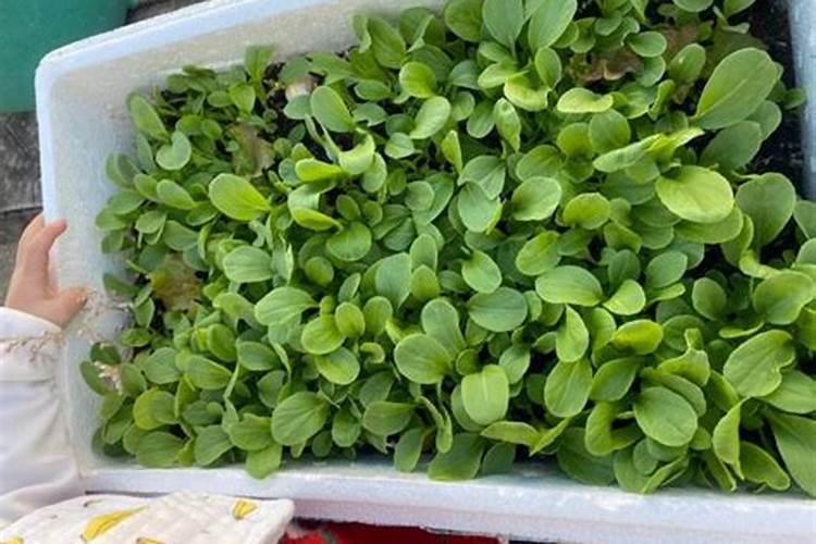 鸭舌草可以治什么病