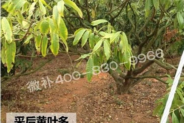 为了保证荔枝产量和品质的提高,该怎样正确施肥？