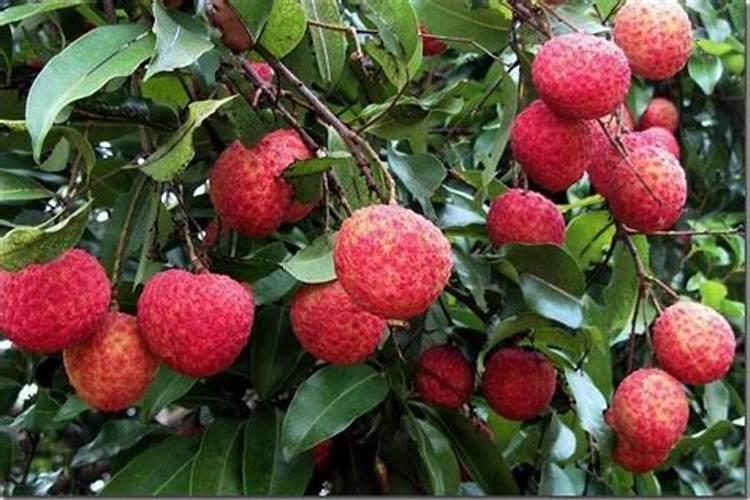 为了保证荔枝产量和品质的提高,该怎样正确施肥？