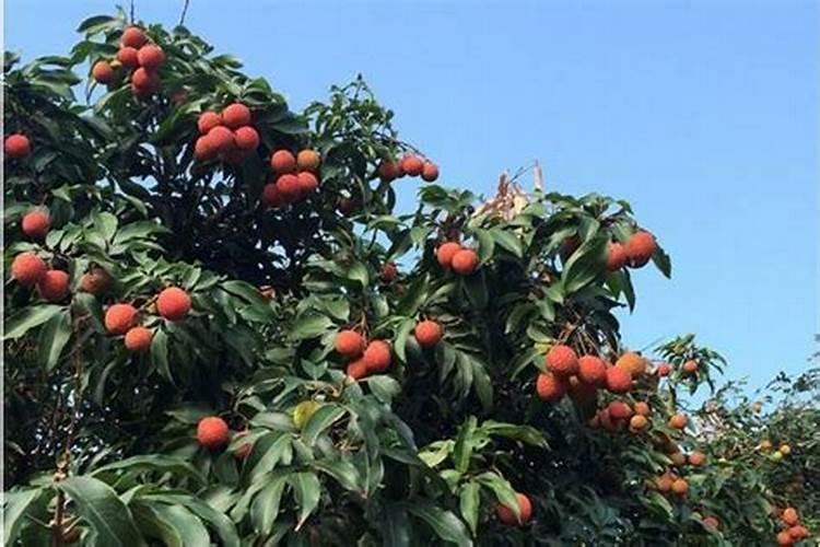 荔枝用什么肥料最好？4个施肥要点,千万要注意!