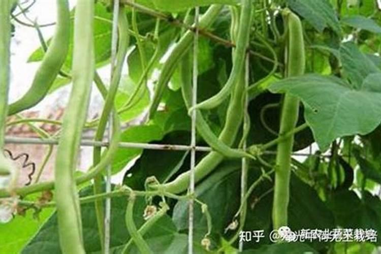 架豆王种植时间和方法