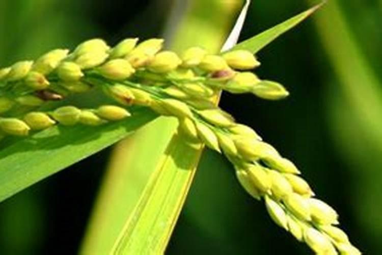 中国最好的水稻专用肥