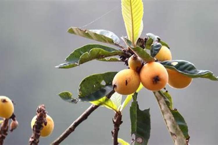 枇杷套袋喷磷酸二氢钾果面长果锈吗