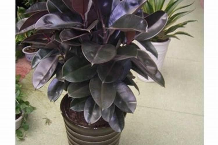 黑金刚(橡皮树)的养殖注意事项。