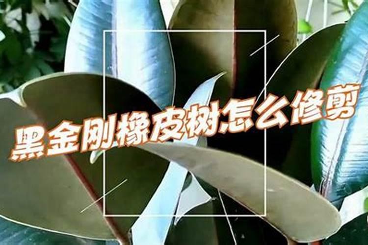 黑金刚(橡皮树)的养殖注意事项。