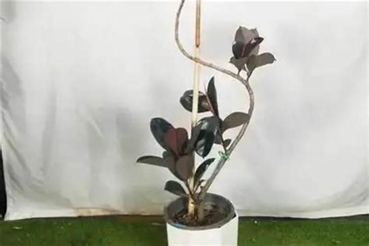 黑金刚橡皮树怎么养