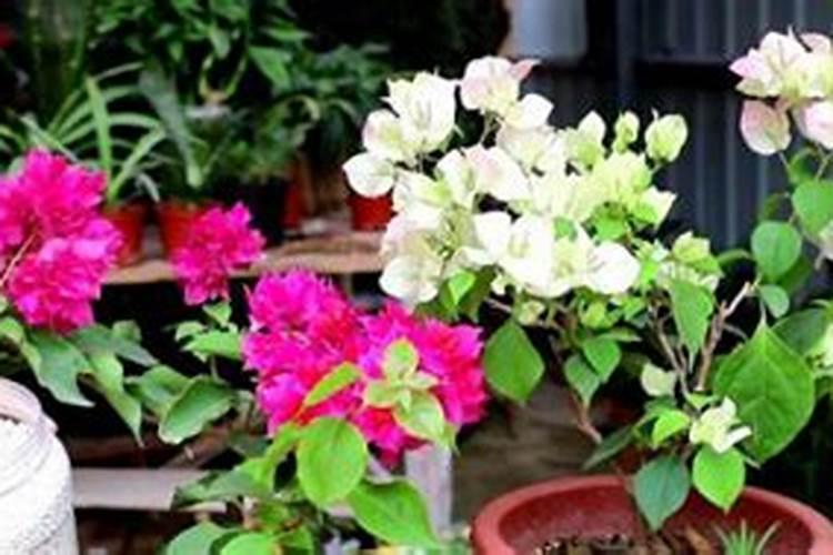 三角梅移栽后如何施肥？