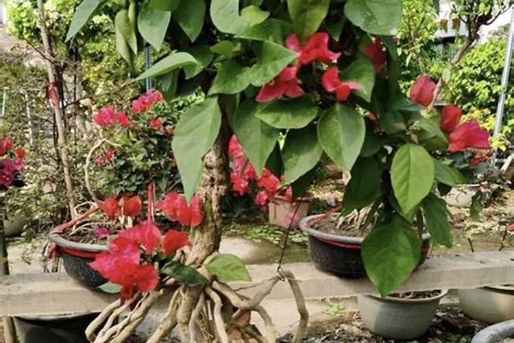 三角梅什么时候施肥,春夏初期施肥最适宜(施后浇水)