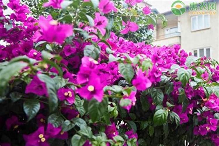 三角梅怎么施肥,三角梅施什么肥好？