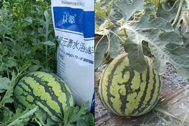 西瓜追肥的几个阶段,高产追肥用什么好