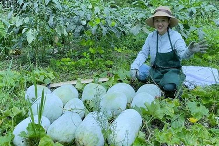 冬瓜浇什么肥料长得快