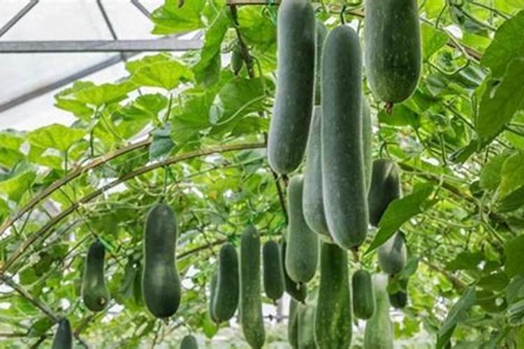 种冬瓜用什么肥料最好