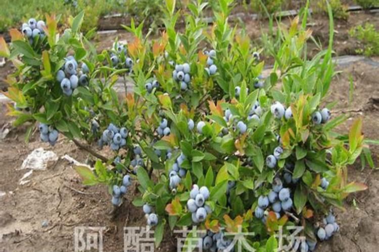 蓝莓施肥用什么肥料最好 种蓝莓用肥正确长得快