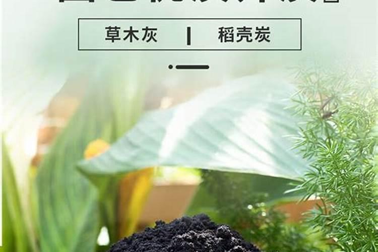 绿萝能用草木灰吗