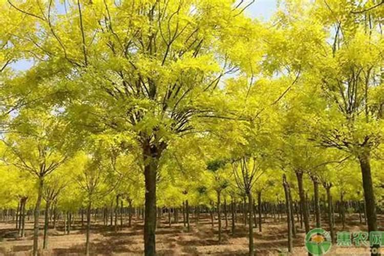 桂花树施肥用什么肥料好 施什么肥长得最快