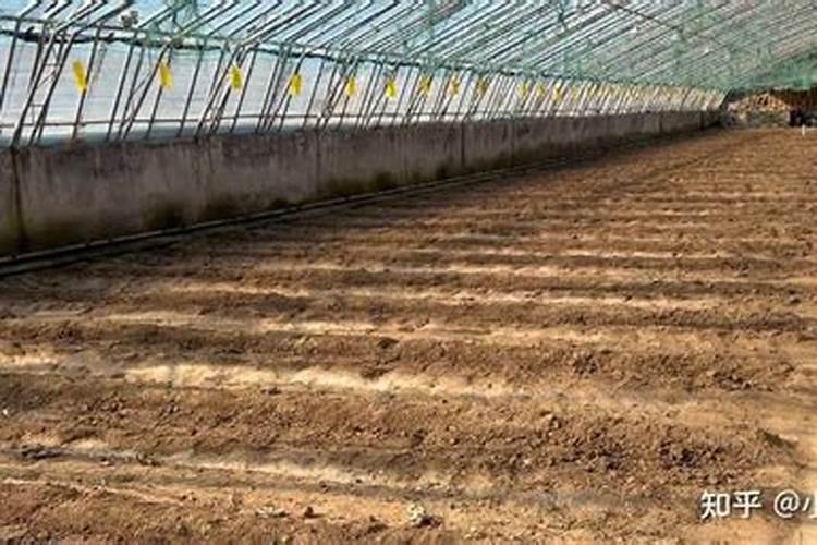 硅肥对水稻的主要作用