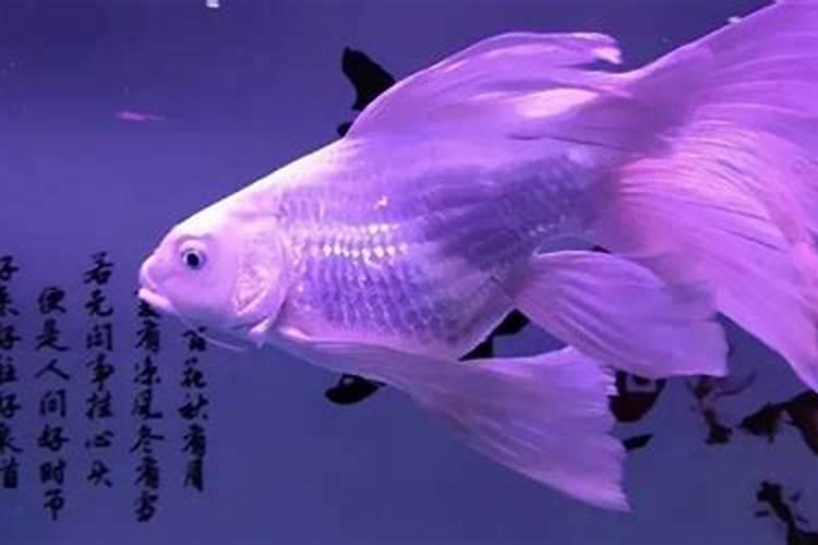 鱼蛋白能治疗葡萄软果么