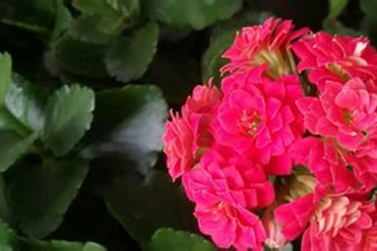 长寿花枝插移栽后施什么肥？