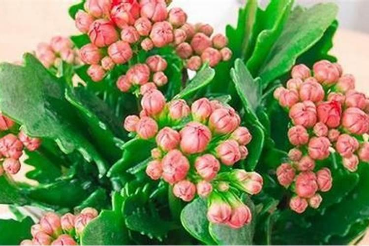 哪种花需要钾肥多点？