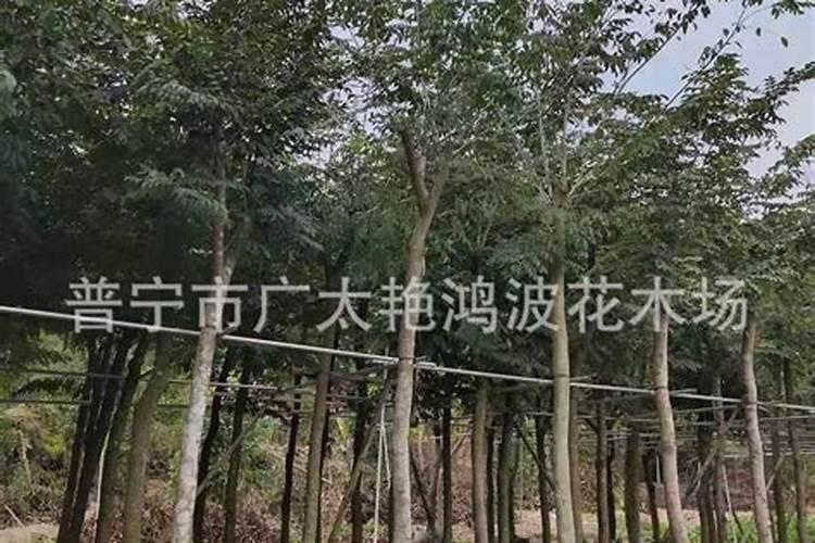 有关黄花梨木我家黄花梨木不开花或很少开花的长得比较快,有啥方法控...