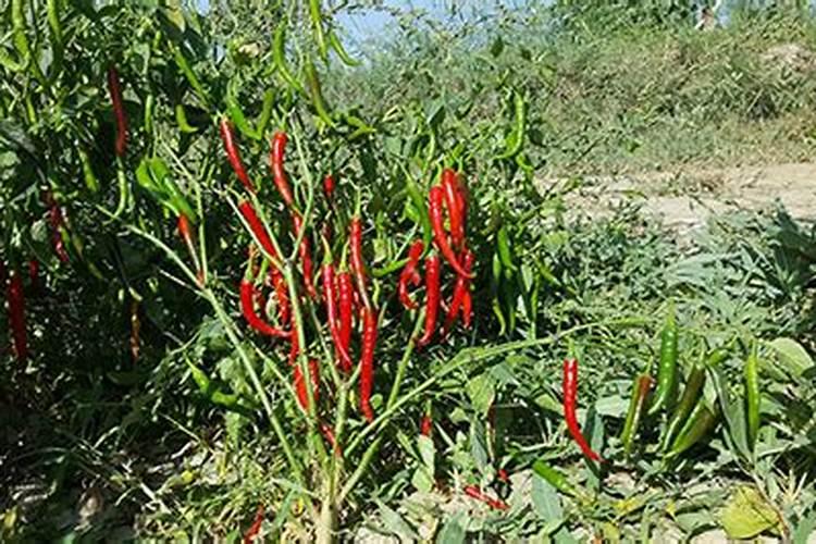 辣椒盛果盛花期需要补充含磷肥吗