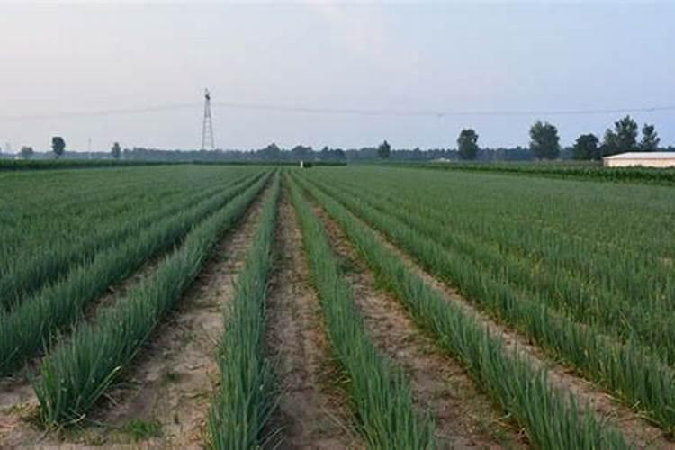 果子颜色要鲜红色施什么肥料好？喷什么农药好？