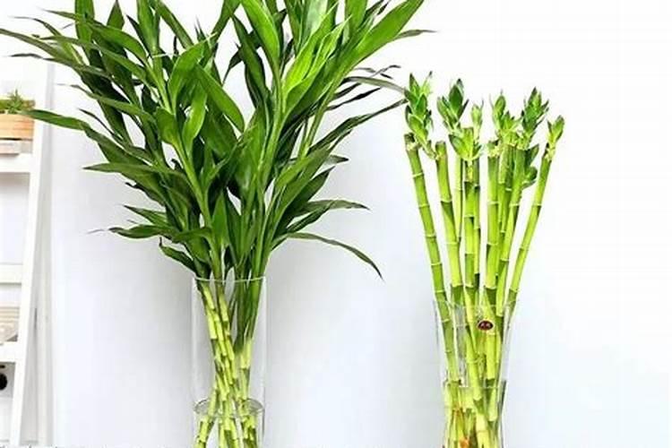 富贵竹施什么化肥