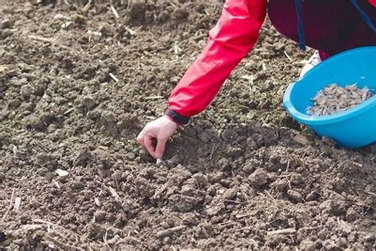 如何给农作物科学施用锌肥