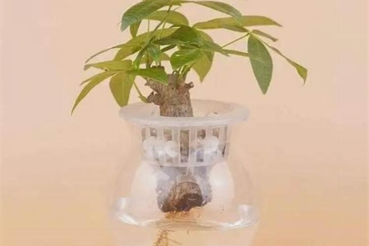 呙笋用什么作叶面肥最好效果最快