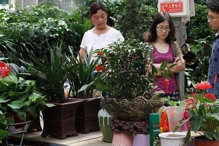 茉莉花最忌讳三种肥料