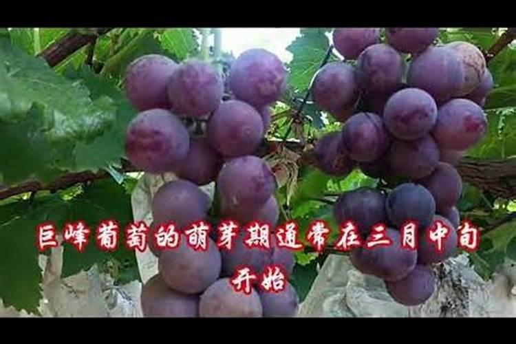 巨峰葡萄怎么上色快啊？