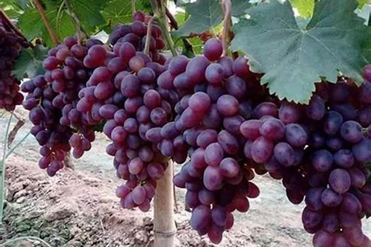 葡萄全年施肥一览表