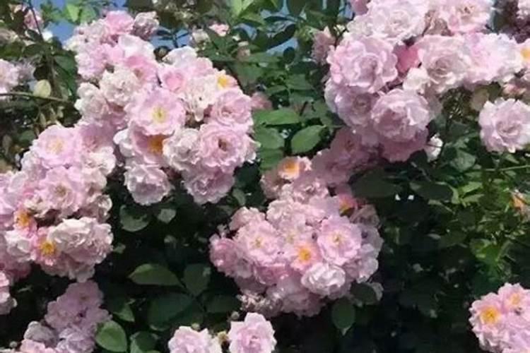 蔷薇花施什么肥最好