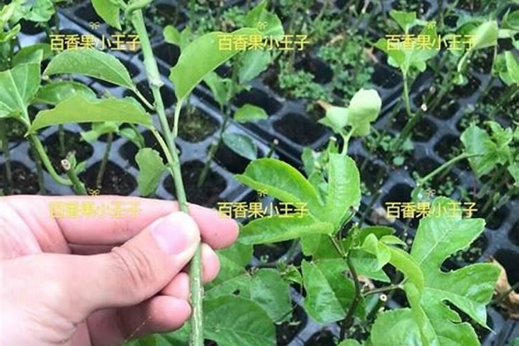 百香果施什么肥最好